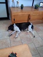 Gevraagd heidewachtel pup, Dieren en Toebehoren, Honden | Retrievers, Spaniëls en Waterhonden, 8 tot 15 weken, Eén hond, Nederland