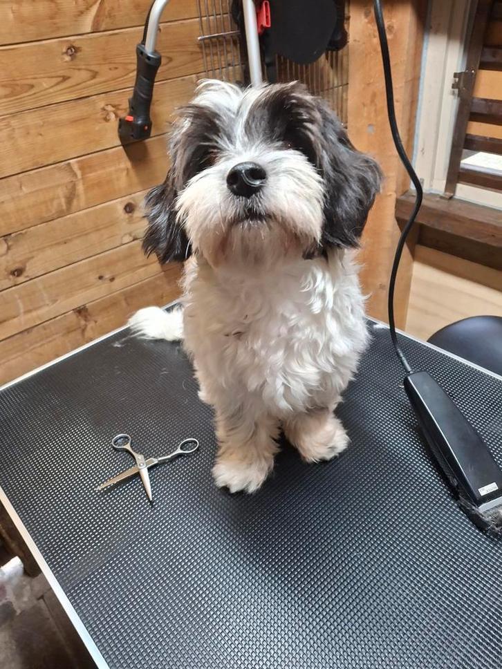 Hondentrimster, Diensten en Vakmensen, Dieren | Honden | Verzorging, Oppas en Les