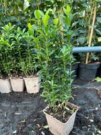 Euonymus Green Spire 20/30 cm hoog, 4 planten per pot, Ophalen, Overige soorten, Volle zon