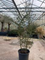 Te koop meerstammige kurkeik, Ophalen, Volle zon, Overige soorten