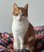 2 hele lieve rode katers zoeken een fijn huisje!, Dieren en Toebehoren, Kater, Gechipt, 3 tot 5 jaar
