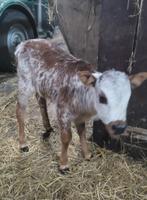 Mini zeboe stierkalfje, Dieren en Toebehoren, Mannelijk