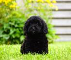 Lieve Schapendoes pups x Toypoedel pups x  (kleinblijvend), Dieren en Toebehoren, Overige rassen, 8 tot 15 weken, CDV (hondenziekte)
