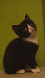 Kittens zoeken een forever home, Dieren en Toebehoren, Katten en Kittens | Raskatten | Korthaar, Meerdere dieren