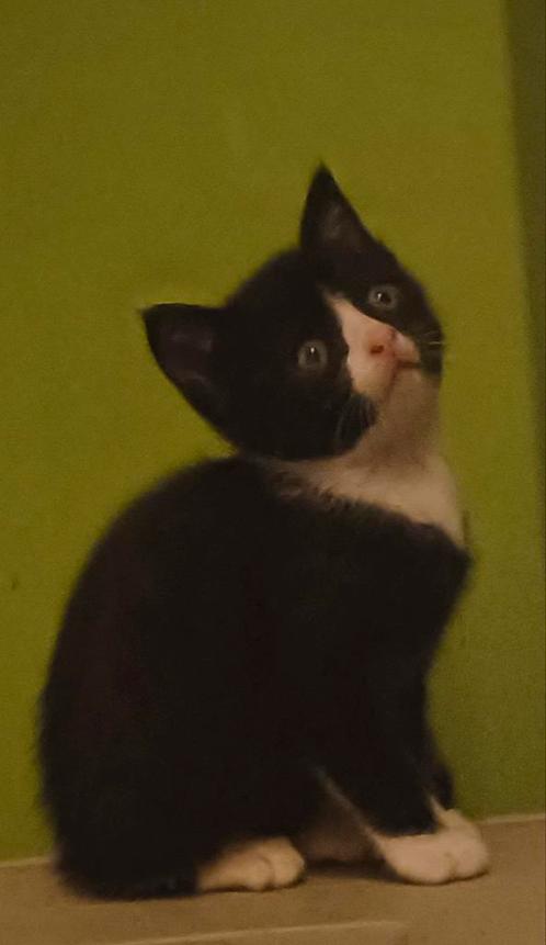 Kittens zoeken een forever home, Dieren en Toebehoren, Katten en Kittens | Raskatten | Korthaar, Meerdere dieren