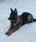 Lieve pup zoekt goed huisje, Oktober, Vrouwelijk