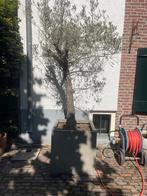 Diverse planten en olijfboom in bakken, Ophalen, Kunststof, Gebruikt, Rond