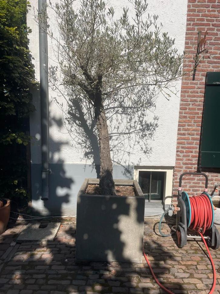 Diverse planten en olijfboom in bakken, Tuin en Terras, Bloembakken en Plantenbakken, Gebruikt, Kunststof, 30 tot 60 cm, Rond