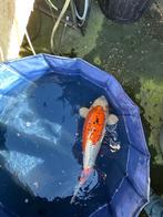 Doitsu Ochiba Japanse koi, Dieren en Toebehoren, Karper of Koi