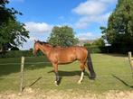 Leuke veelzijdige merrie Primara (15 jr, 1.63m), Dieren en Toebehoren, Paarden, Merrie, B, Dressuurpaard, 160 tot 165 cm