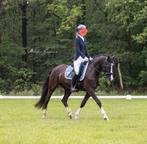 Bloedmooie NWR merrie | 9 jaar| D pony, Merrie