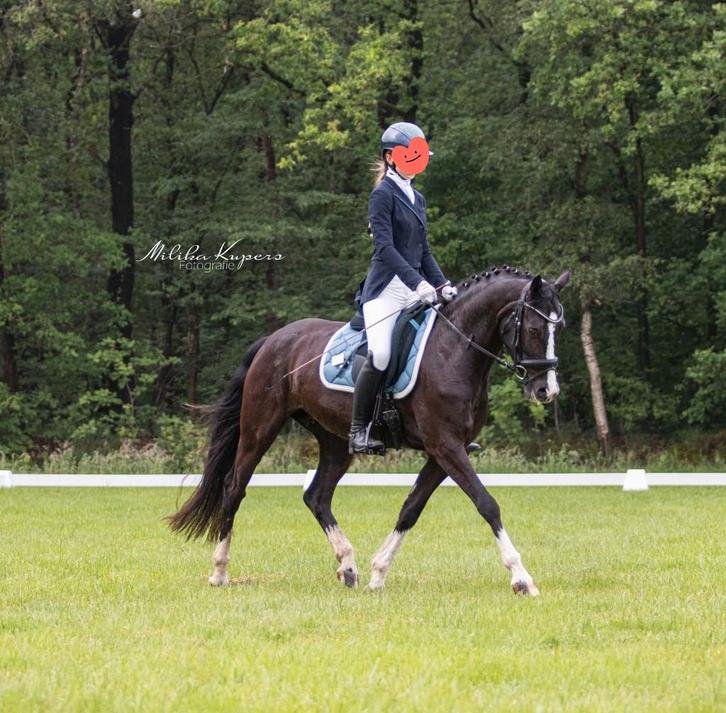 Bloedmooie | Welsh | NWR merrie | preferente lijn | D pony, Dieren en Toebehoren, Pony's, Merrie