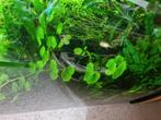 Tropisch aquarium planten, Dieren en Toebehoren, Vissen | Aquariumvissen, Slak of Weekdier