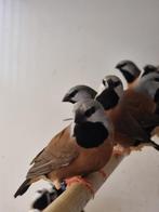 Gordelgrasvink I Wildkleur I Deskundig advies, Dieren en Toebehoren, Meerdere dieren, Overige soorten