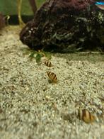 Helena slak (slakken etende slakken), Slak of Weekdier, Zoetwatervis