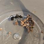 Acromyrmex lundii mieren koningin tekoop, Dieren en Toebehoren