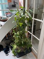 Planten GRATIS, Ophalen, Volle zon, Overige soorten, Minder dan 100 cm