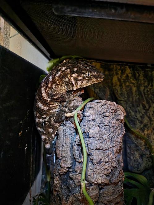 2022 0.1 Pine Island Leachianus, Dieren en Toebehoren, Reptielen en Amfibieën, Hagedis, 3 tot 6 jaar