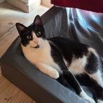 Ter adoptie   MISHA  ️♂️ Felix, Dieren en Toebehoren, Katten en Kittens | Overige Katten, Kater, Kortharig, 0 tot 2 jaar