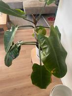 Kamerplant, Huis en Inrichting, Kamerplanten, Ophalen of Verzenden, Overige soorten, Minder dan 100 cm