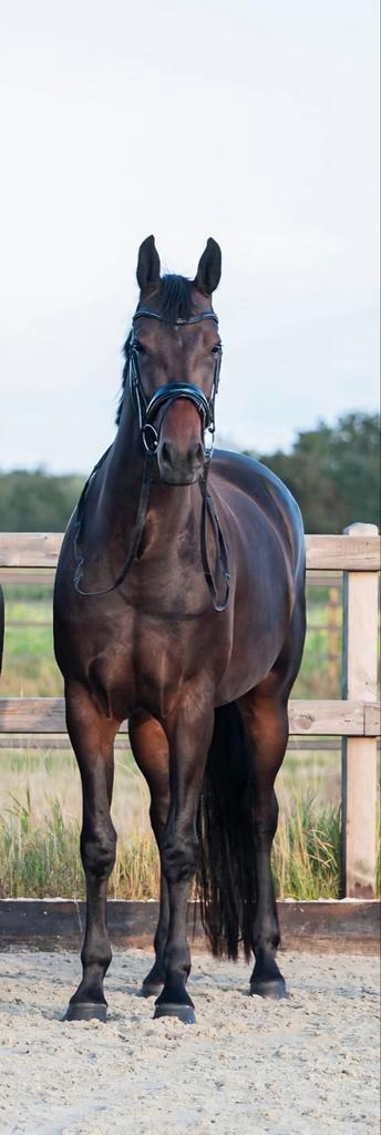 5 jarige Le Formidabele merrie, Dieren en Toebehoren, Paarden, Merrie, L, 170 tot 175 cm, 3 tot 6 jaar, Dressuurpaard, Met stamboom