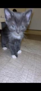 Kittens, Meerdere dieren, Kortharig, 0 tot 2 jaar