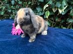 ❤Nederlandse hangoor dwerg konijnen ! Nhd baby dwergkonijn❤, Dieren en Toebehoren, Meerdere dieren, Dwerg, 0 tot 2 jaar, Hangoor