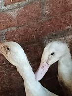 Stel loopeenden onverwant., Meerdere dieren, Eend