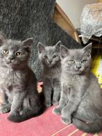 Britse Korthaar Kittens – Volras – Vanaf week 30 beschikbaar, Dieren en Toebehoren, Meerdere dieren, Ontwormd