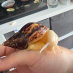 Albino Afrikaanse reuzenslak (Achatina reticulata), Overige soorten, 0 tot 2 jaar