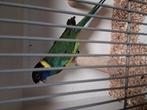 Portlincoln pop, Dieren en Toebehoren, Vrouwelijk, Parkiet