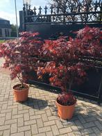 Japanse esdoorn Acer palmatum bloodgood en osakazuki, Bloeit niet, Halfschaduw, Overige soorten, 100 tot 250 cm