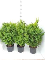 Buxus struiken, Ophalen, Buxus, Minder dan 100 cm