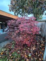 Japanse Esdoorn - Prachtige Bladkleur!, Tuin en Terras, Ophalen, Bloeit niet, Halfschaduw, Overige soorten