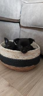 Chihuahua teefje, Particulier, Meerdere, Teef, 8 tot 15 weken