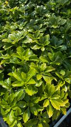 Pachysandra terminalis, Tuin en Terras, Ophalen, Zomer, Volle zon