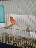 Rode kanarie, Dieren en Toebehoren, Vogels | Kanaries, Mannelijk, Kleurkanarie