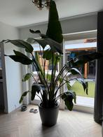 Strelitzia nicolai incl zelfwatergevende pot!, Huis en Inrichting, Kamerplanten, Ophalen, Overige soorten, In pot, 200 cm of meer