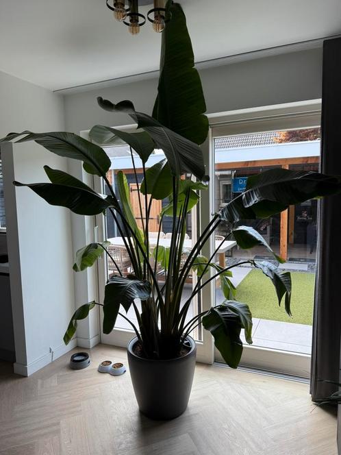 Strelitzia nicolai incl zelfwatergevende pot!, Huis en Inrichting, Kamerplanten, Overige soorten, 200 cm of meer, In pot, Ophalen