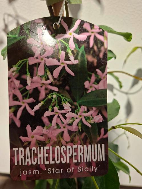 Sterjasmijn roze, Tuin en Terras, Planten | Tuinplanten, Overige soorten, Volle zon, Zomer, Ophalen