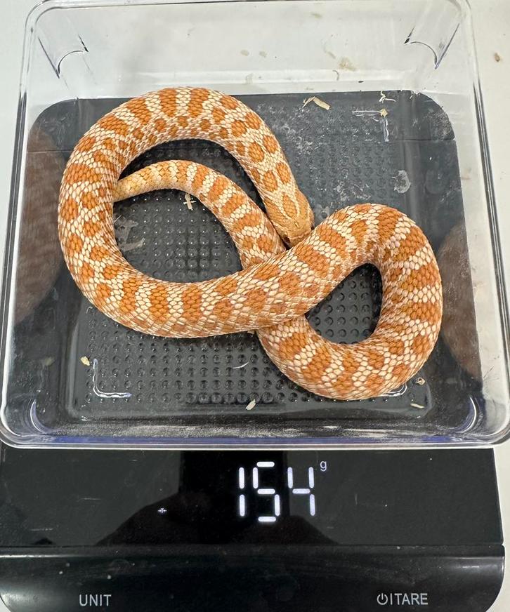 Haakneus slang, Dieren en Toebehoren, Reptielen en Amfibieën, Slang, 0 tot 2 jaar