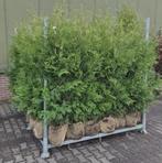 Thuja occ brabant 150/175, Tuin en Terras, Planten | Tuinplanten, Ophalen of Verzenden, Bloeit niet, Overige soorten, Volle zon