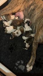 Amerikaanse bulldog pups ze zijn er en zoooo mooi, Dieren en Toebehoren, 8 tot 15 weken, Meerdere, Meerdere dieren, Nederland
