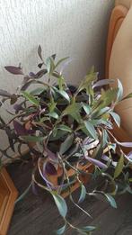 Kamerplant TRADESCANTIA, Huis en Inrichting, Ophalen, Overige soorten, Halfschaduw, In pot