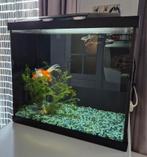 Aquarium met vissen en toebehoren, Dieren en Toebehoren, Vissen | Aquaria en Toebehoren, Ophalen, Gebruikt, Leeg aquarium