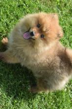 Dwergkees,pomeriaan,keeshond,spits pups, België, 15 weken tot 1 jaar, Meerdere, Meerdere dieren