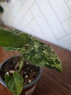 Syngonium podophyllum albo, Huis en Inrichting, Kamerplanten, Ophalen, Overige soorten, Halfschaduw, In pot