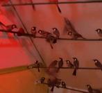 Witoor buulbuul, Meerdere dieren