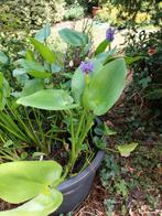 Mooie vijverplanten, Tuin en Terras, Ophalen of Verzenden