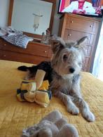 Linda lief klein teefje, Dieren en Toebehoren, Honden | Niet-rashonden, Particulier, Rabiës (hondsdolheid), 1 tot 2 jaar, Buitenland